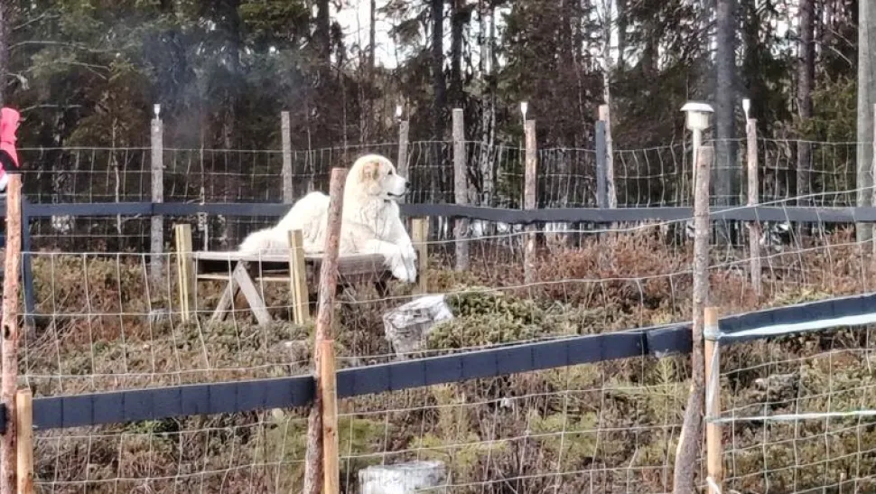 Eläinverkko Zn 1,5x50 m muuttuva silmäkoko