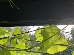 Kasviripustimet kasvihuoneeseen Palram-Canopia, 10kpl