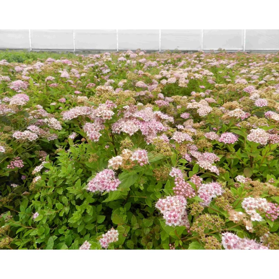 Keijuangervo Spiraea jap. Viheraarni Little Princess