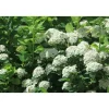 Koivuangervo Spiraea betulifolia Viheraarni