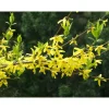 Komeaonnenpensas Forsythia x intermedia Viheraarni Week End