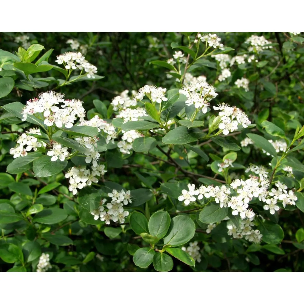 Koristearonia Aronia x prunifolia Viheraarni aitataimi