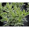 Laikkukirjokanukka Cornus alba Viheraarni Argenteomarginata Elegantissima