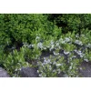 Lamohietakirsikka Prunus pumila var. Depressa Viheraarni