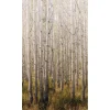 Maisematapetti One Roll One Motif Birch Tree, 1.59x2.80m, metsä, non-woven