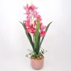 Orkidea Home4You GARDEN QUEEN K70 cm, tumma vaaleanpunainen