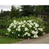 Pallohortensia Hydrangea arborescens Viheraarni Annabelle