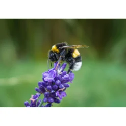 Puutarhamulta GreenCare 80 säkkiä x 40 litraa/lava 3200 litraa