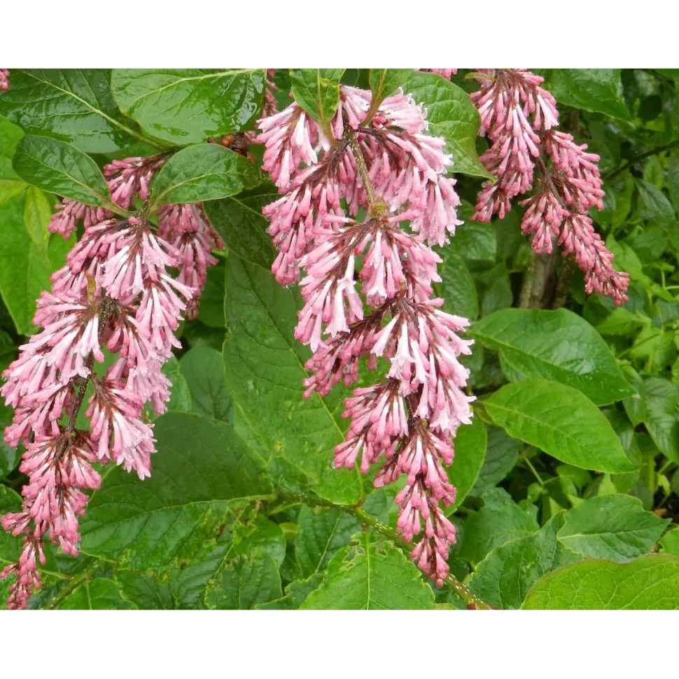 Tapaninsyreeni Syringa x henryi Viheraarni