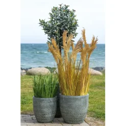 Tekokasvi House Nordic Sudaninruoho Sorghum Grass, 110cm, ruskea
